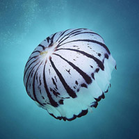 微信头像水母浮游生物