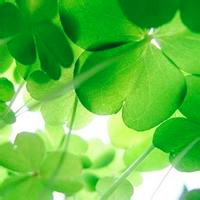 微信四叶草图片头像_代表幸运的四叶草