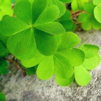 微信四叶草图片头像_代表幸运的四叶草