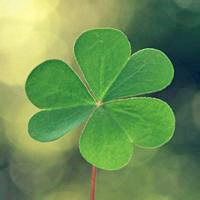 微信四叶草图片头像_代表幸运的四叶草