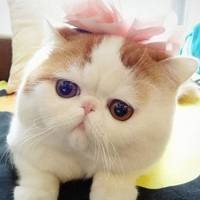 红小胖snoopy头像图片大全
