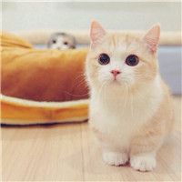 可爱至极的萌系猫咪微信头像图片