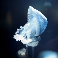 微信头像水母浮游生物