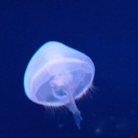 微信头像水母浮游生物