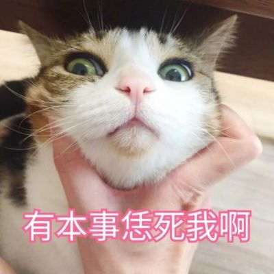 可爱小猫咪卖萌头像