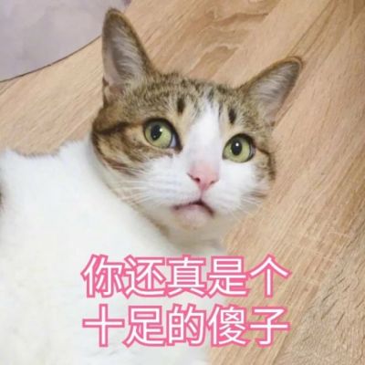 可爱小猫咪卖萌头像