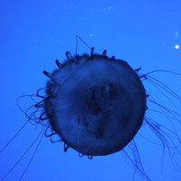 微信头像水母浮游生物