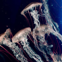 微信头像水母浮游生物
