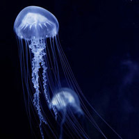 微信头像水母浮游生物