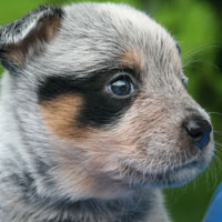 澳大利亚牧羊犬头像图片