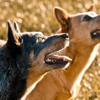 澳大利亚牧羊犬头像图片