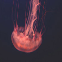 微信头像水母浮游生物