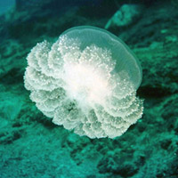 微信头像水母浮游生物