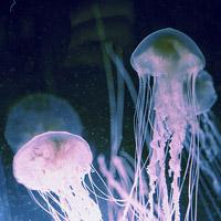 微信头像水母浮游生物