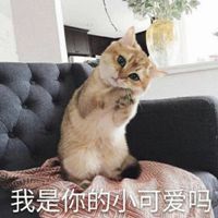 可爱小猫咪卖萌头像