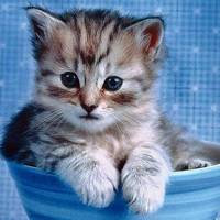 可爱至极的萌系猫咪微信头像图片