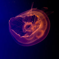 微信头像水母浮游生物