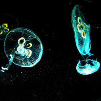 微信头像水母浮游生物