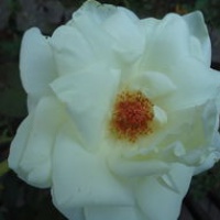 白色玫瑰花头像 白色玫瑰控