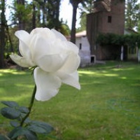 白色玫瑰花头像 白色玫瑰控