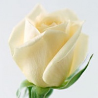 白色玫瑰花头像 白色玫瑰控