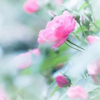 花朵头像小清新 最爱的小清新花儿