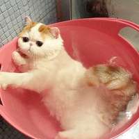 红小胖snoopy头像图片大全