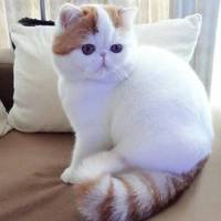 红小胖snoopy头像图片大全