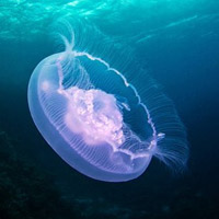 微信头像水母浮游生物