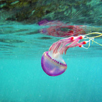 微信头像水母浮游生物