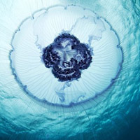 微信头像水母浮游生物