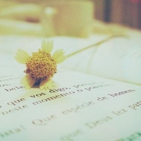 花朵头像小清新 最爱的小清新花儿