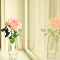 花朵头像小清新 最爱的小清新花儿