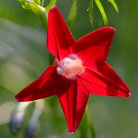 花儿头像 让我们一起怒放像花儿一样