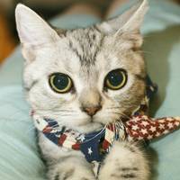 可爱至极的萌系猫咪微信头像图片