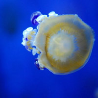 微信头像水母浮游生物