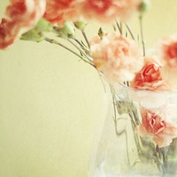 花朵头像小清新 最爱的小清新花儿