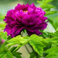 微信头像牡丹花