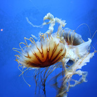 微信头像水母浮游生物