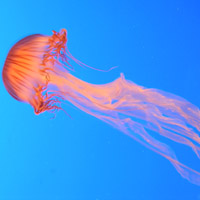微信头像水母浮游生物