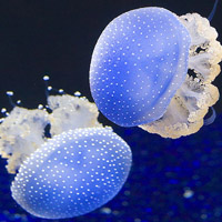 微信头像水母浮游生物