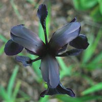 花儿头像 让我们一起怒放像花儿一样