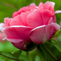 微信头像牡丹花