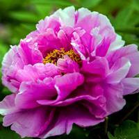 微信头像牡丹花