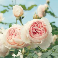 花头像唯美 愿花开如常