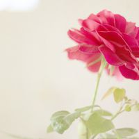 花头像唯美 愿花开如常