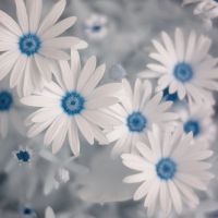 花头像唯美 愿花开如常