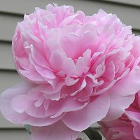 花儿头像 让我们一起怒放像花儿一样