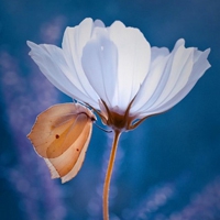 花儿头像 让我们一起怒放像花儿一样