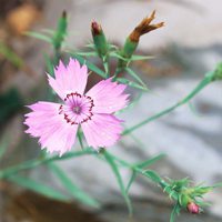 花儿微信头像 一朵朵小清新的花儿